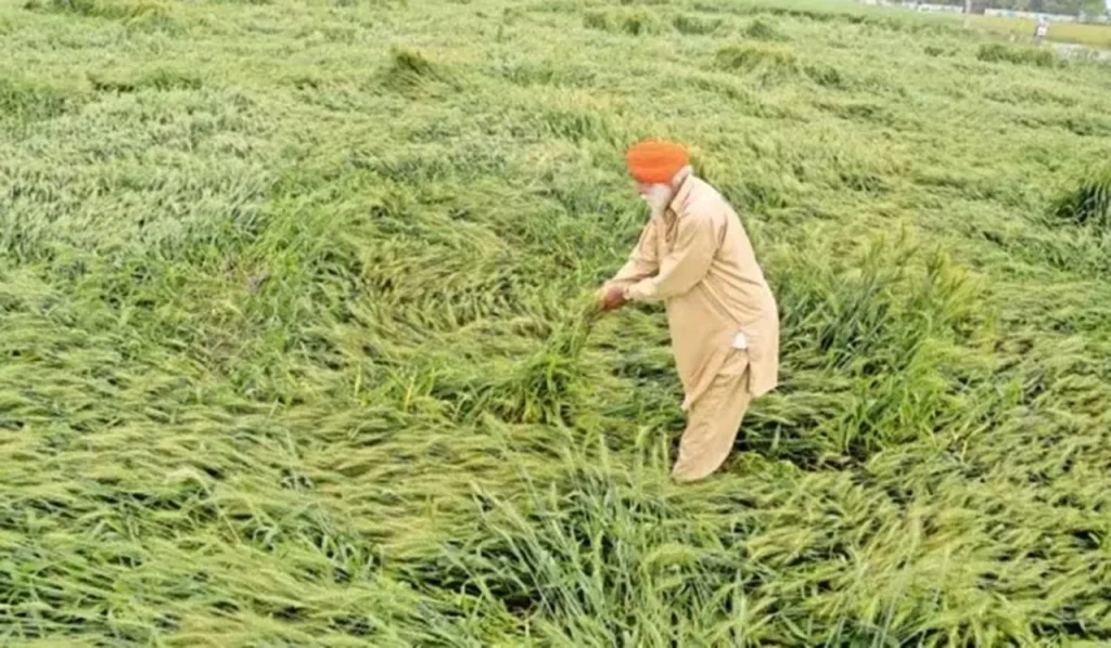 farmer-2026-02-01-15-49-01