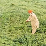 farmer-2026-02-01-15-49-01