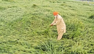 farmer-2026-02-01-15-49-01